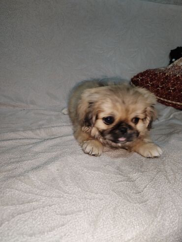 pekinesin qiymeti bazarda: Pekines, 2 ay, Dişi, Pulsuz çatdırılma