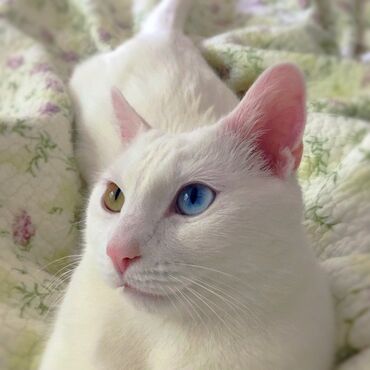 вязка коты: Белоснежная девочка Као Мани возраст 6 мес, ищет новый дом и добрые