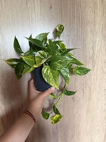 водные растения: Эпипремнум золотистый (Scindapsus aureus, «Golden Pothos») в горшке — 1