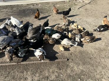 Ördəklər: Salam Aleykum Satılır Ördək Qaz Ördək Cücəsi Toyoq 36 Ədəd Lal Ördək — 18