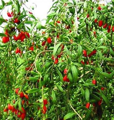 тибетский: Кустарник годжи (Lycium barbarum) — это растение, ягоды которого — 3