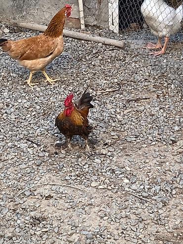 qus: Xoruz 🐓 Yaponka — 2