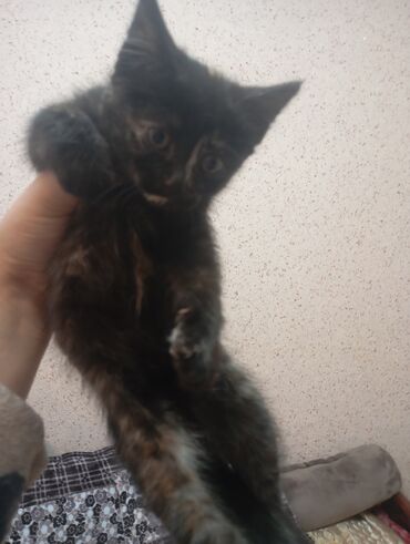 где можно купить шотландского вислоухого котенка: 2 айлык, Ургаачы, Лотокко барууга үйрөтүлгөн, Курттардан тазаланган