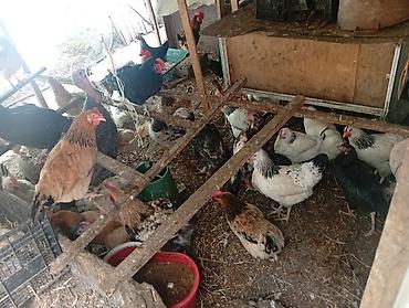 Toyuqlar: Toyuq, Damazlıq, Ünvandan götürmə, Ödənişli çatdırılma, Rayonlara çatdırılma — 5