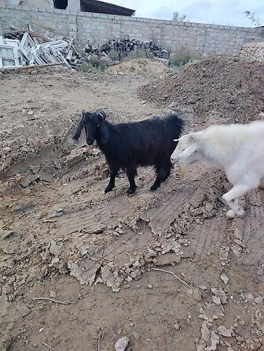 qoyun heyvan: Erkək, il: 2, Damazlıq, Pulsuz çatdırılma — 7