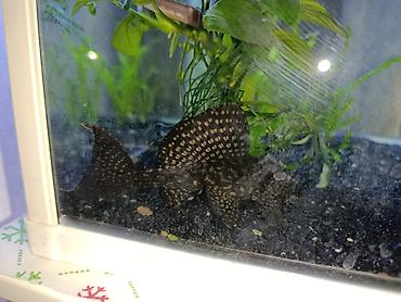 akvarium baliqlari: Ansistrus, Sülhsevər — 2