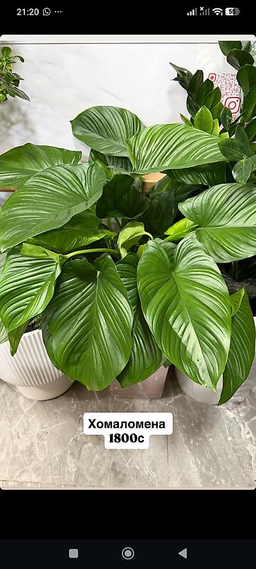 ме: Комнатные растения в горшках 1) Драцена fragrans (кордилина) – куст — 3