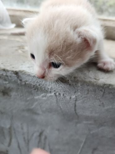 Pişiklər: Dişi, Erkək, Yaxşı əllərə, Ünvandan götürmə, Pulsuz çatdırılma — 6