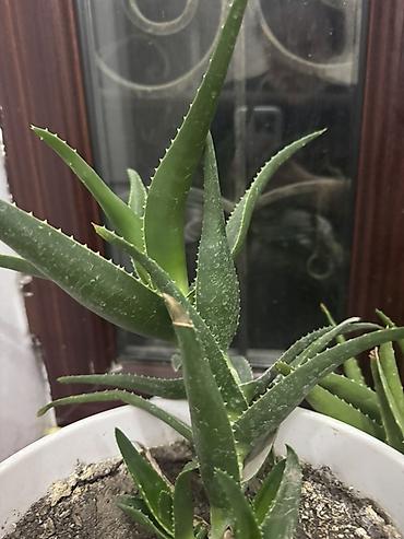 Алоэ: Алоэ вера и сансевиерия (щучий хвост) в горшках - Алоэ вера: кусты и — 8
