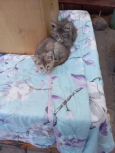 котята простые: Отдаю котят даром!!!! - Возраст на фото: примерно 1,5–2 месяца. - — 5