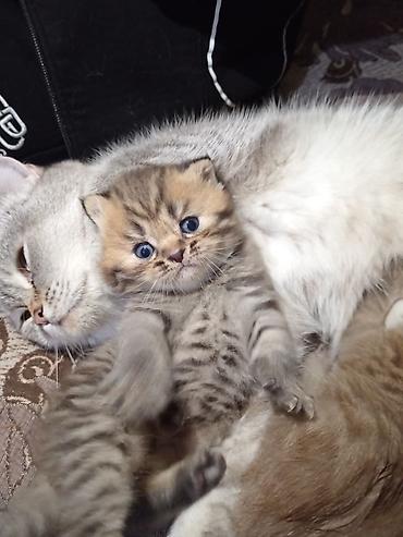 Pişiklər: Şotland, Erkək, Dişi, Yaxşı əllərə, Ünvandan götürmə, Pulsuz çatdırılma, Ödənişli çatdırılma — 17