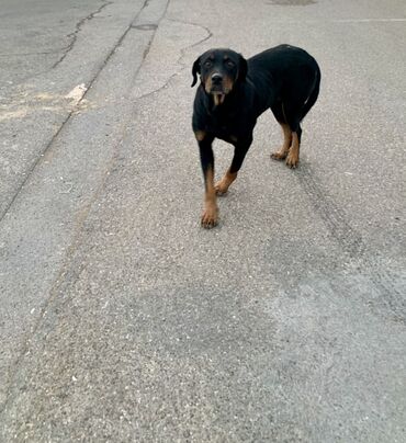 İtlər: Rotveyler, Dişi