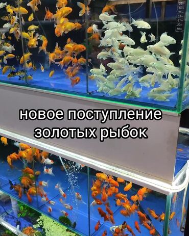 малек форели бишкек: Новое поступление золотых рыбок! Разные виды! Коя платина вуаль также