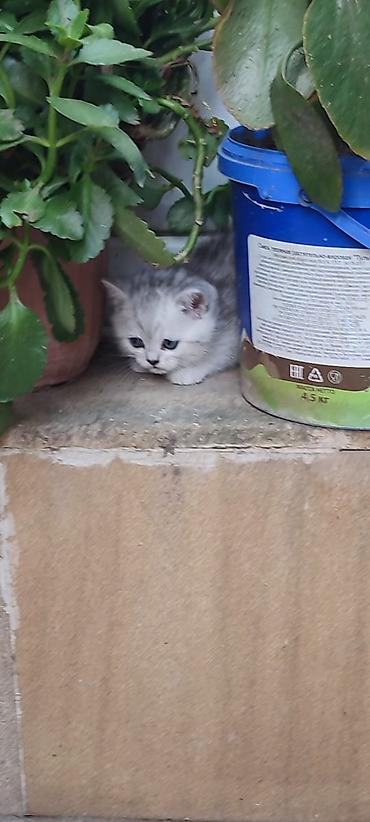 Pişiklər: Britan — 14