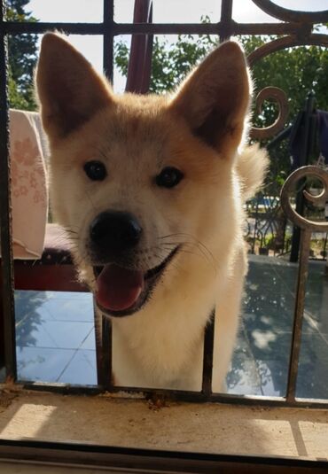 pulsuz it satilir: Akita-inu, 3 il, Dişi, Peyvəndli, Pulsuz çatdırılma