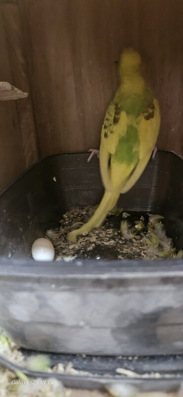 Tutuquşları: Papuqaylar satılır — 2