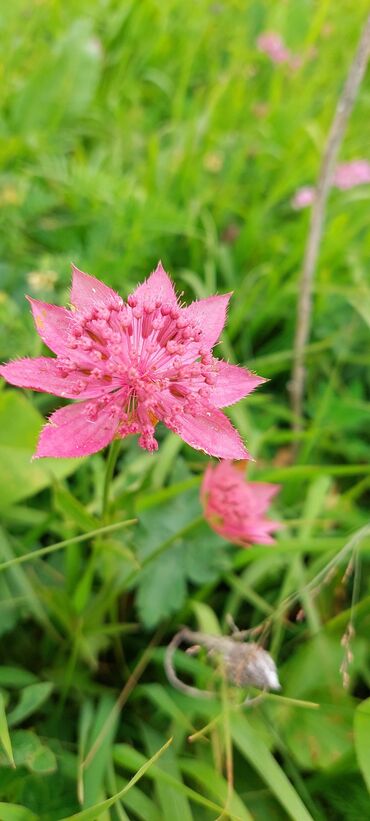 Bal: Müalicəvi Göyçay qaratikan balı 100% tam təbii baldır. Süzülmə bal — 12