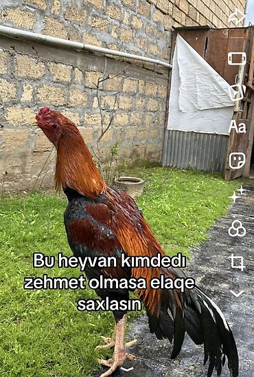 ucuz heyvanlar: Bu heyvan kımdedır xaıs elaqe saxlasın — 1