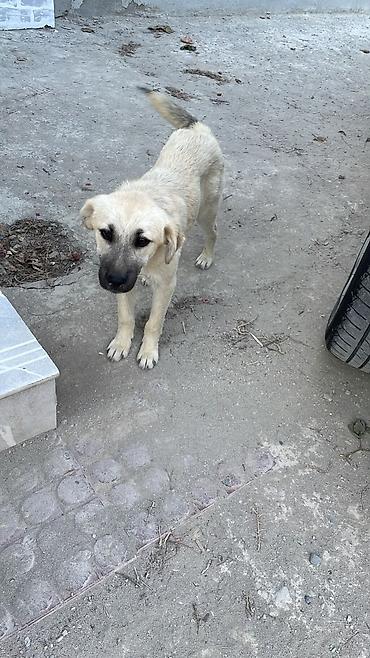 akita it: Peyvəndli — 3