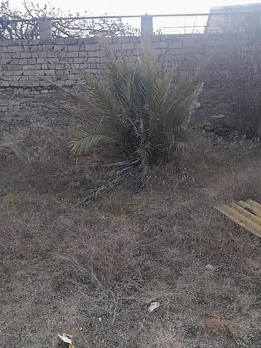 palm: Xurma (xurma xurması) palmaları – həyət və bağ sahələri üçün dekorativ — 3