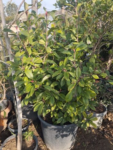 Çöl bitkiləri: Bağ və landşaft üçün qapalı qablarda əkilmiş dekorativ bitkilər - — 2