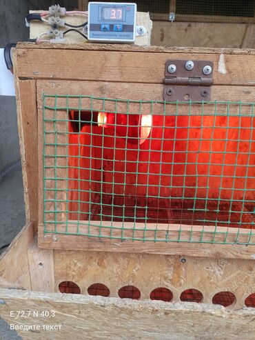 Товары и оборудование для с/х животных: Брудер/клетка для молодняка птицы - Материал: каркас и стены из OSB — 1