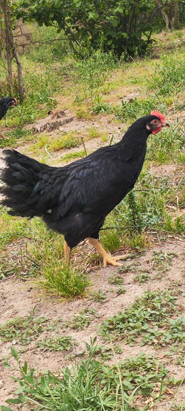 Toyuqlar: Toyuq, Damazlıq, Ünvandan götürmə