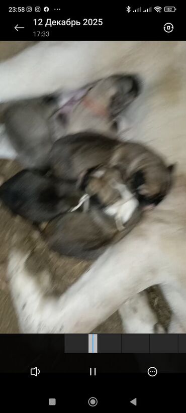 Продажа собак: Кангал чистокровный Пастушьи собаки крупного типа (светло-палевый — 9