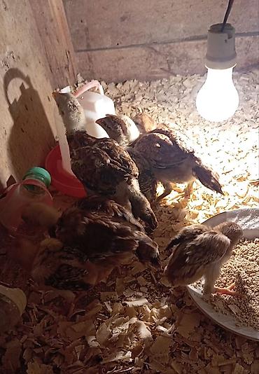 heyr: Salam güclü cins heyrati balaları satılır fərqli aylardadilar — 10