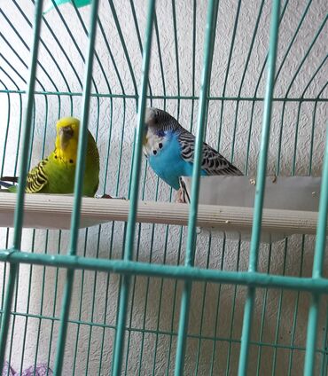 купить голубей в бишкеке: Сатылат волнистые попугаи .Клеткасы менен