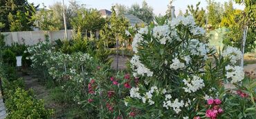 Həyət evləri və villaların satışı: 6 otaqlı, 250 kv. m, Yeni təmirli — 14