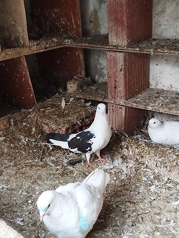 Göyərçinlər: Salam Aleykum çep maya tutulmadi dikelib oynuyan qusdu maya 25m — 1