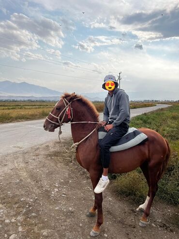 ангус сатылат: Кунан сатылат, атасы ЧК хан курон деген айгыр, энеси ново киргизский