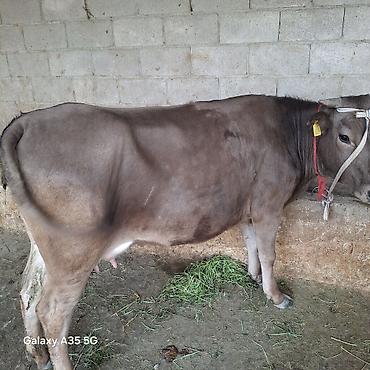 Коровы, быки: Продаю | Корова (самка) | Для молока — 6
