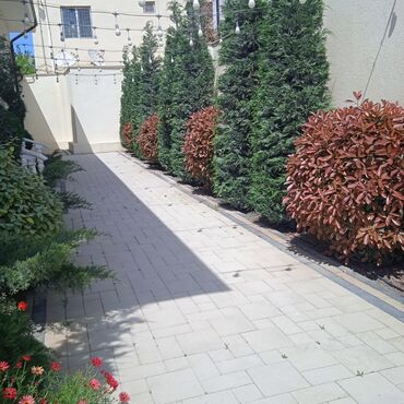 Bağbanlar: Profesional bağban xidməti ağac və kolların əkilməsi budanması -da lalafo.az — 27 Bağbanlar: Profesional bağban xidməti ağac və kolların əkilməsi budanması — 27