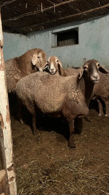 дом животные: Продаю | Овца (самка) | Для разведения