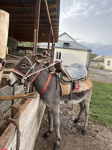 продам кента: Осёл рабочий с упряжью и седлом - Порода: домашний осёл серой масти - — 3