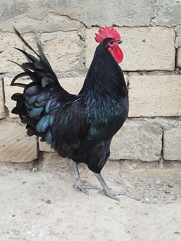 lohmann brown toyuqlari: Məhsul: Qara rəngli xoruz Təsvir: - Parlaq qara-ləkəli tüklər — 1