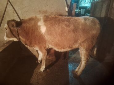 Dana, buzov: Satılır: cins dana - Növ: iribuynuzlu (dana) - Rəng: açıq qəhvəyi — 5
