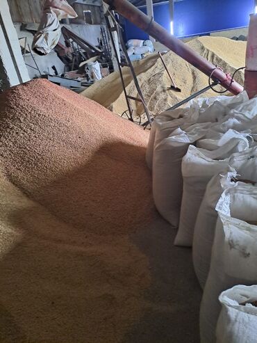 цена пшеницы в бишкеке 2023: Семена и саженцы Ячменя, Пшеницы