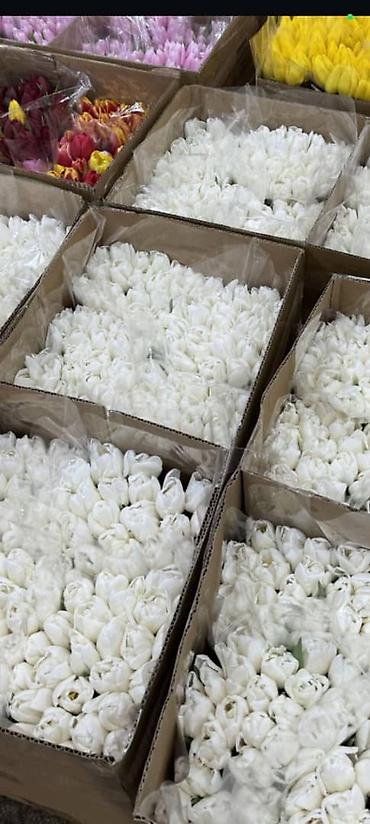 Букеты из живых цветов: Тюльпаны с собственной теплицы - Срезанные свежие тюльпаны прямого at lalafo.kg — 6 Букеты из живых цветов: Тюльпаны с собственной теплицы - Срезанные свежие тюльпаны прямого — 6