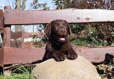 Životinje: Izuzetna cokoladna štenad Labrador retrivera. Otac: DIZEL SA DELTE
