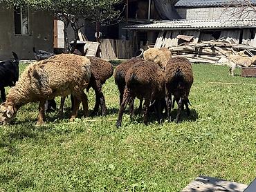 Баран, овца: Продаю | Баран (самец) at lalafo.kg — 1 Баран, овца: Продаю | Баран (самец) — 1