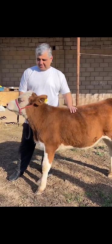 Dana, buzov: Satılır: simmental tipli dana - Cins: ətli istiqamət – simmental — 4