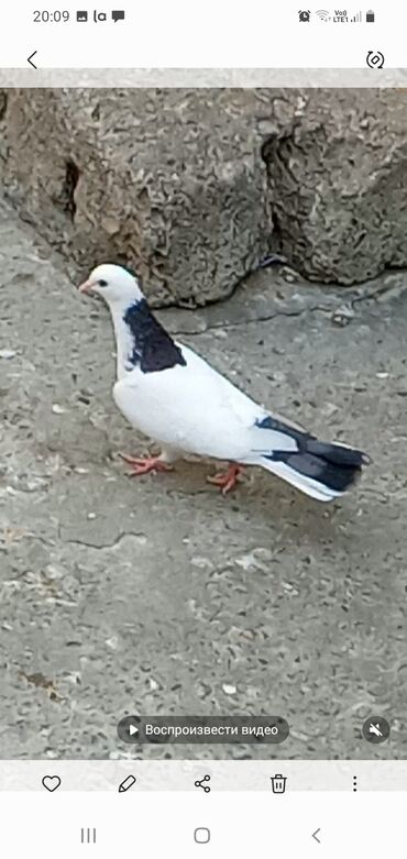 geref quşu: Göyərçinlər
