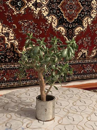 Бөлмө өсүмдүктөрү: Толстянка (денежное дерево), комнатное суккулентное растение. - Вид — 2