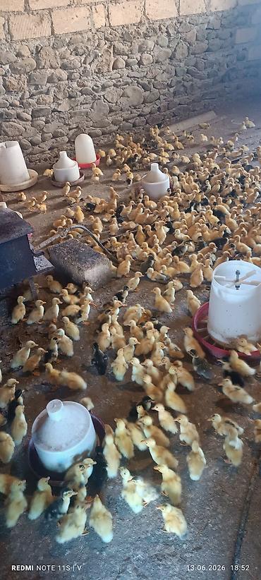 ördək balası və cücə: Məhsul: Xırdabuynuz quş balaları (ördək balaları) Təsvir: - — 5