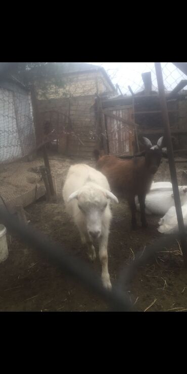 hələb keçisi satılır: Erkək, Alpine, il: 6, 27 kq, Damazlıq, Ünvandan götürmə, Ödənişli çatdırılma
