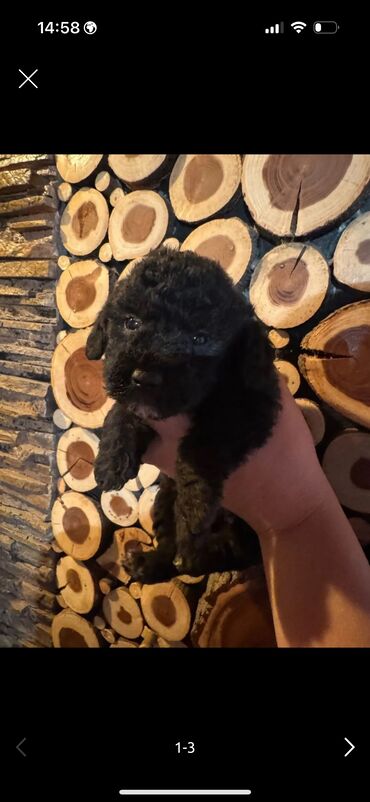itlər pitbul: Pudel, 2 ay, Erkek, Ünvandan götürmə, Pulsuz çatdırılma