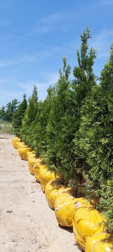 Декоративные деревья: Саженцы деревьев: Туи, Платная доставка at lalafo.kg — 7 Декоративные деревья: Саженцы деревьев: Туи, Платная доставка — 7